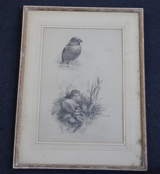 Archibald Thorburn (1860-1935 Study of Hawfinches 13 x 9in.